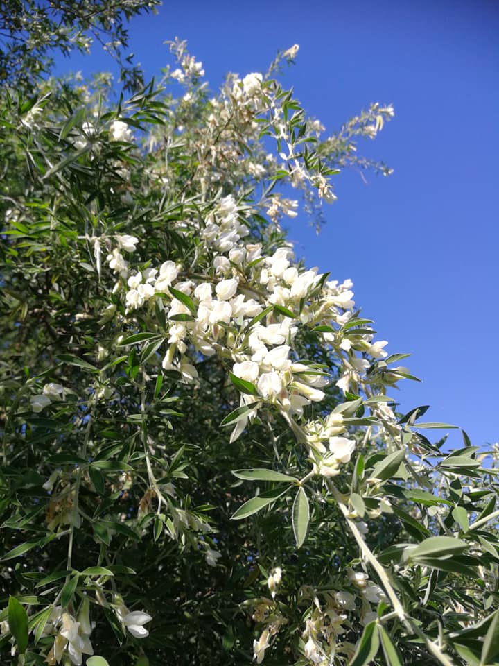 Tagasaste seed (bulk) - Image 5