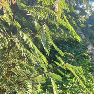 Pink Globe Urban Farmer Kit (x 5)