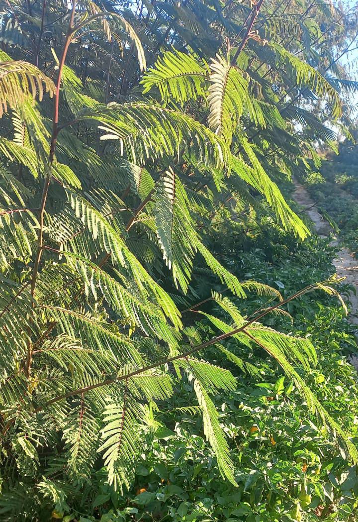 Pink Globe Mini Kit (x 10)